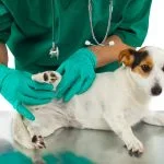 Pets with Vet Doctor