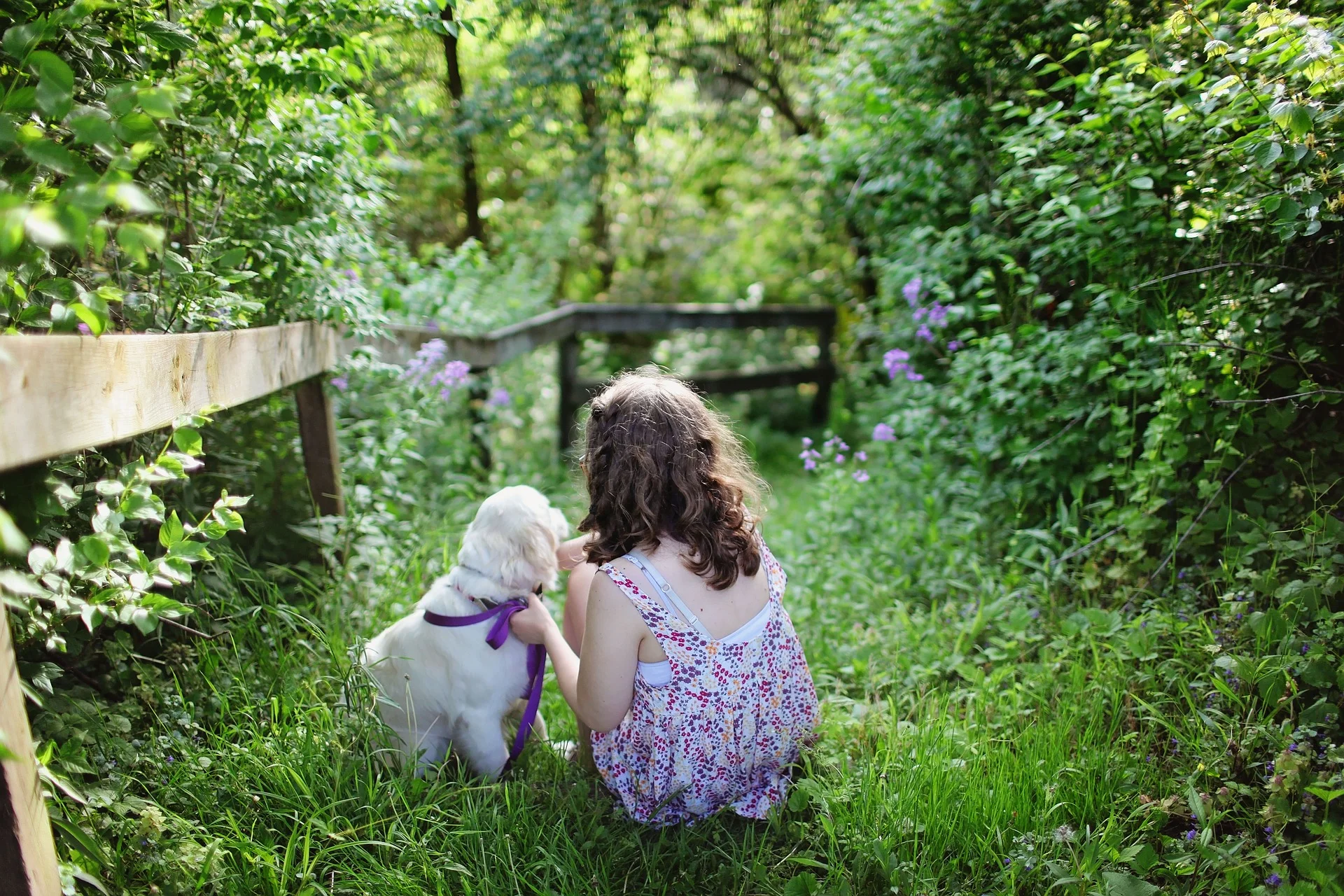 lovely dog at home