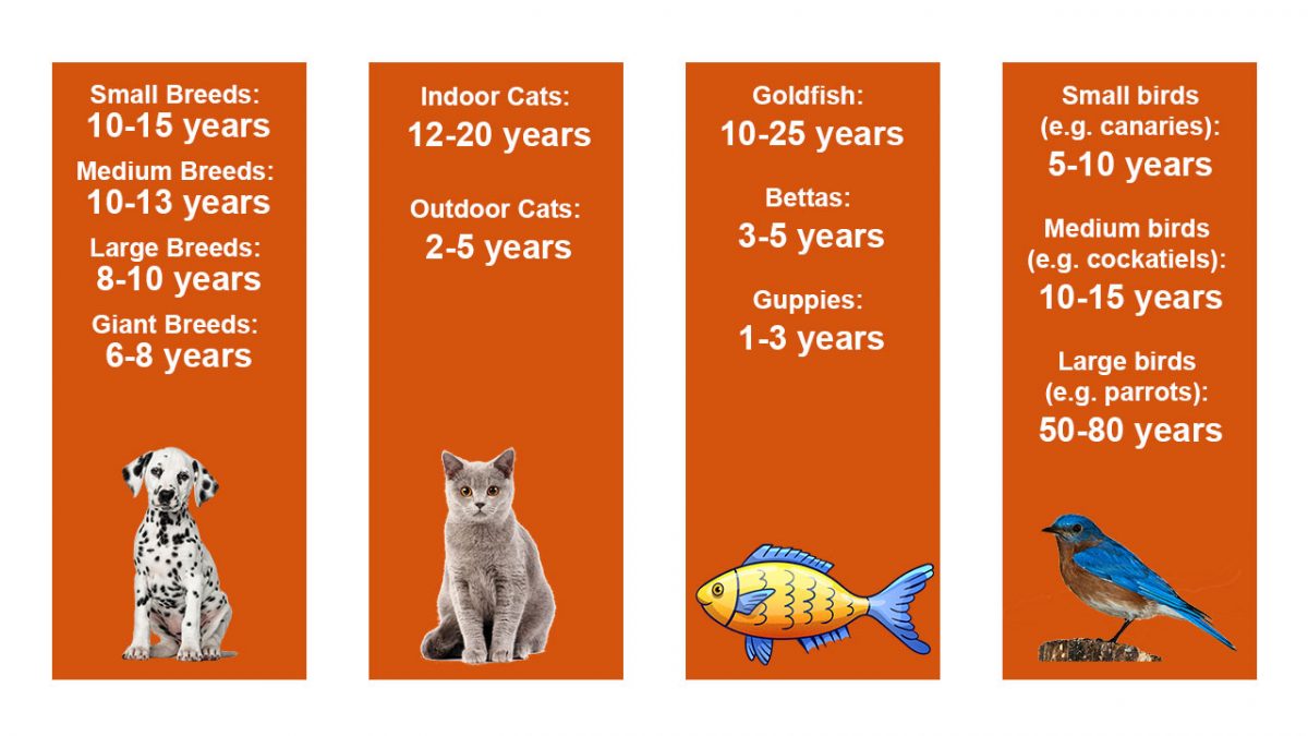 Ultimate Guide to Understanding Pets Lifespan and How to Deal IntraPets