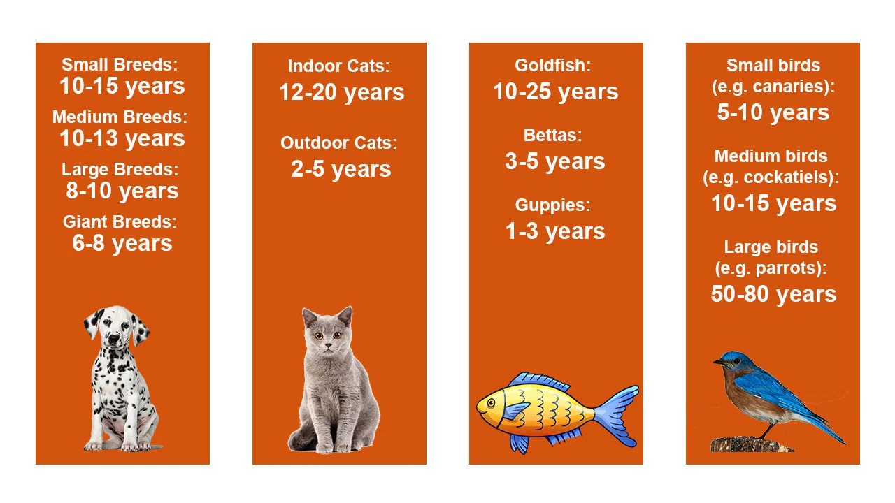 pets lifespan