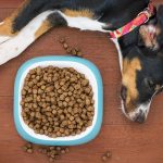 how to feed fussy pet food