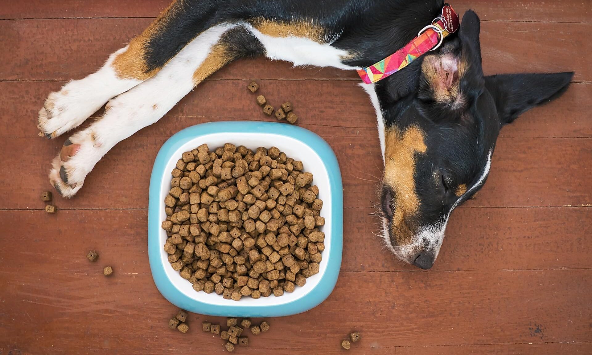 how to feed fussy pet food