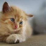 cute cat at home