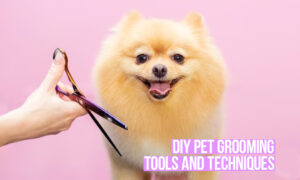 diy pet grooming