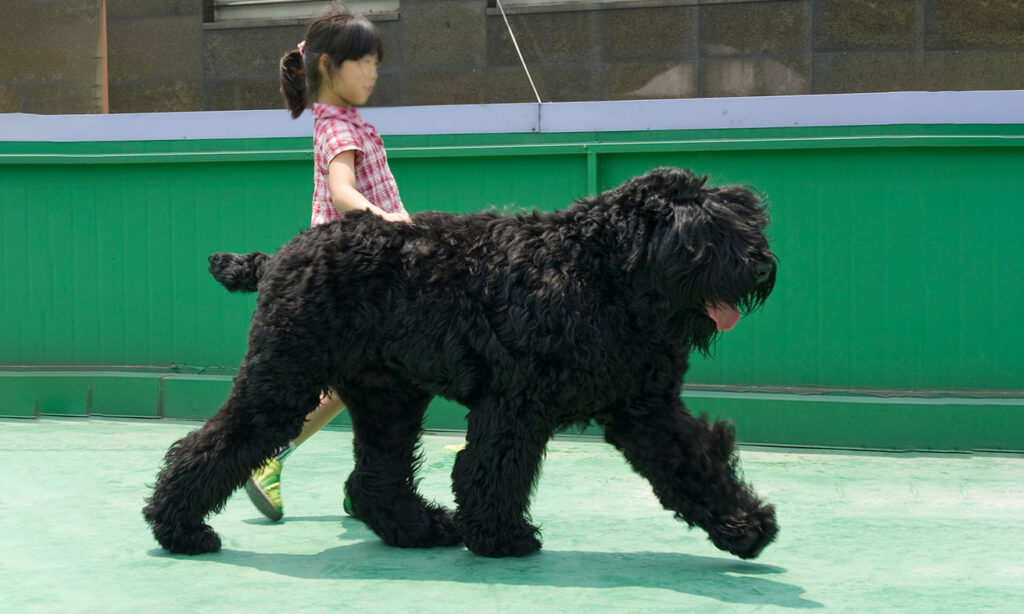 giant dog Black Russian Terrier