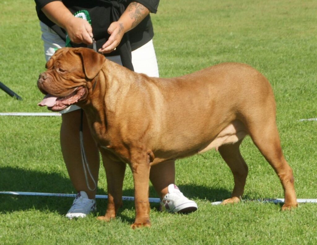 giant dog The Dogue de Bordeaux