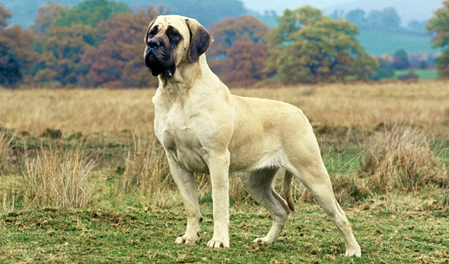Giant dog English Mastiff