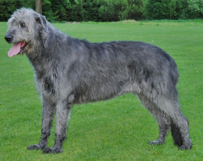 giant dog The Irish Wolfhound