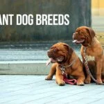 giant dog breeds