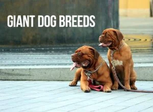 giant dog breeds