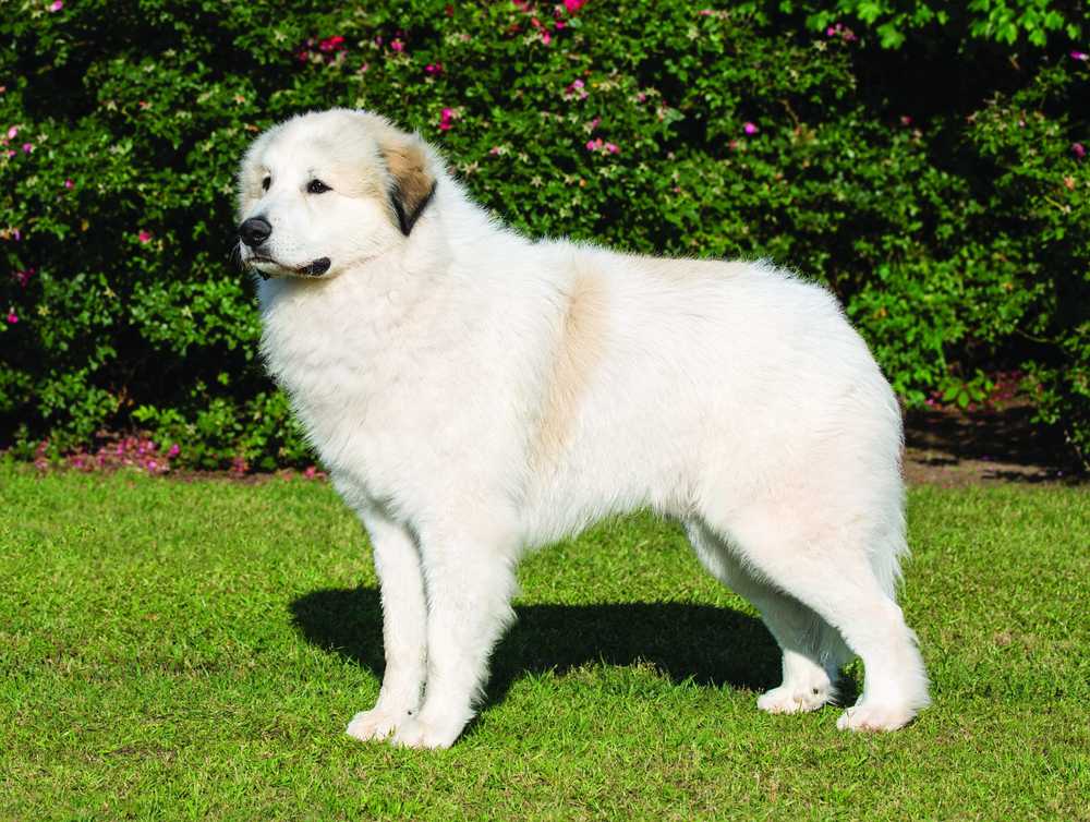 giant dog The Great Pyrenees