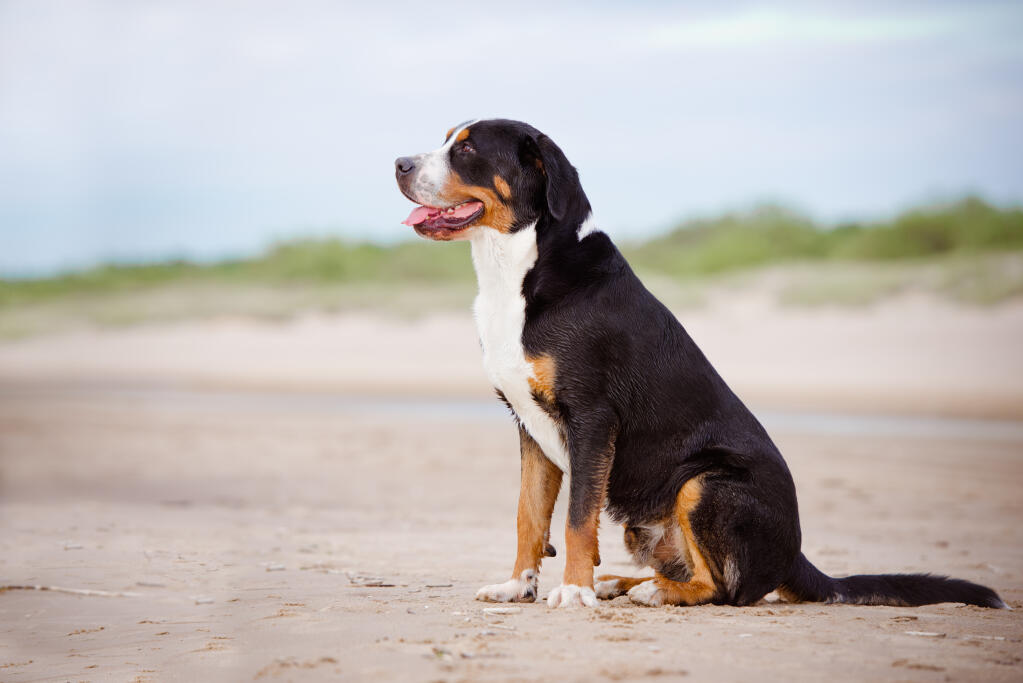 giant dog The Greater Swiss Mountain Dog