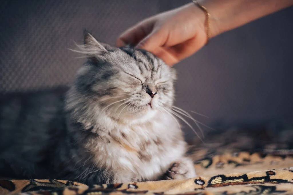 animal pets care 
