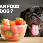 What Human Food Can Dogs Eat