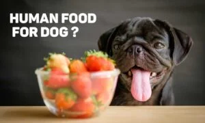 What Human Food Can Dogs Eat