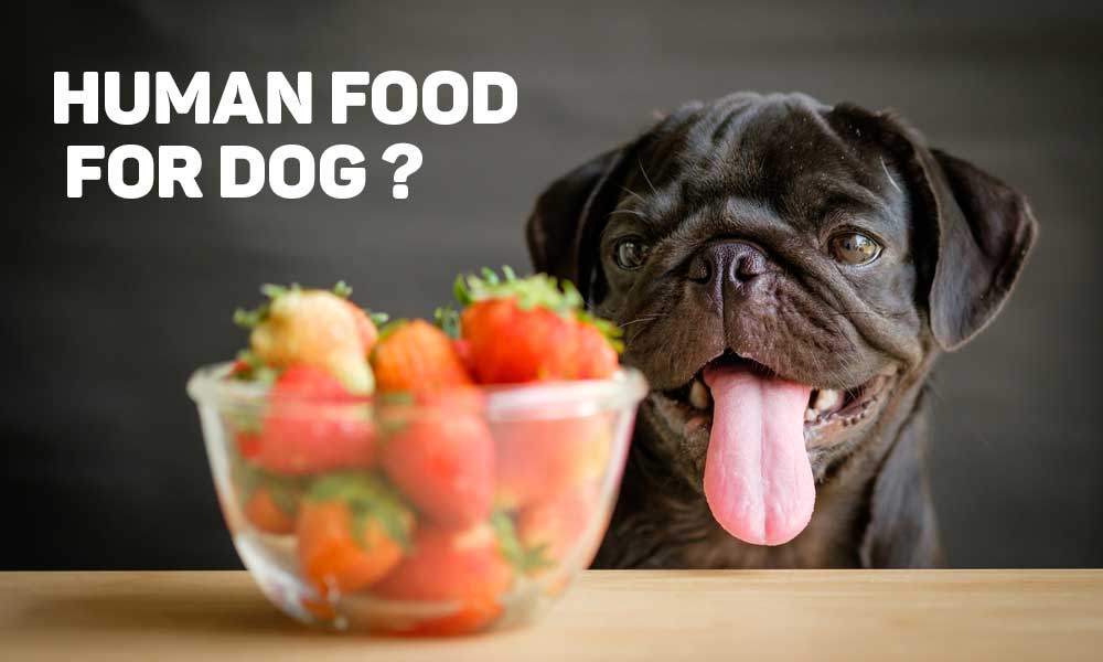 What Human Food Can Dogs Eat